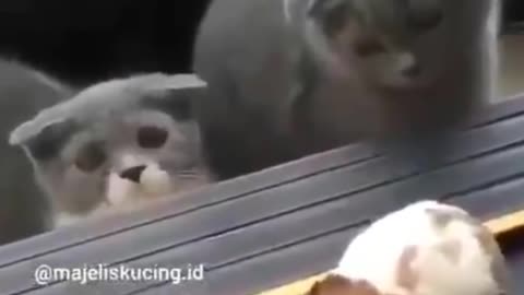 Funniest Cats 😹 - Don-t try to hold back Laughter 😂 - Funny Cats Life 13