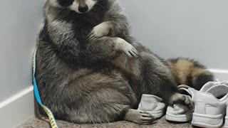 Raccoon sitting like a man at the front door.