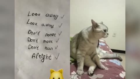 Funny talking cats, lovable and adorable