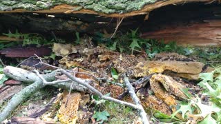 Storm brought a feral colony crashing down