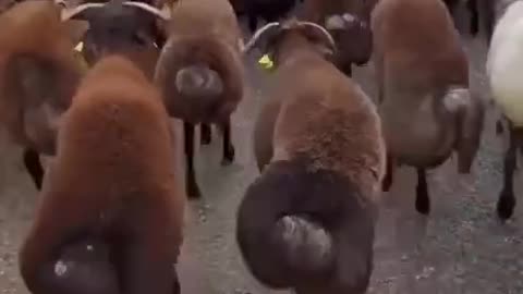 Fat tailed sheep