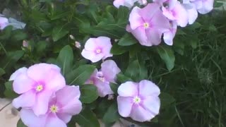 Um pequeno jardim com muitas flores pervinca rosas [Nature & Animals]