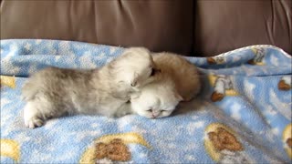 These cuddly newborn kittens will make your day