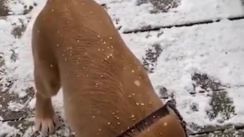 Puppy First Time Experiencing Snow | Golden Retriever Puppy