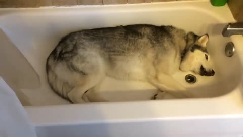 Husky refuse to get out of the bath