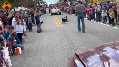 Border Collies Herd Ducks In A Parade