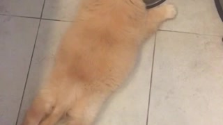 Puppy laying on ground drinking water