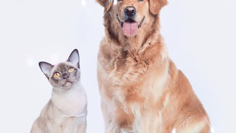 Cats and dogs can also be harmonious