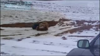 Woman Found Frozen Alive in - 22F #shorts