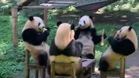 "Pandas' Dining Table Adventure: A Cute and Delightful Feast"