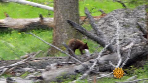 Bear Cubs in the wild