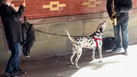 🐶Dog Sings Along with Street Performer! - Cute Dog Videos