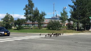 Geese Crossing the Street