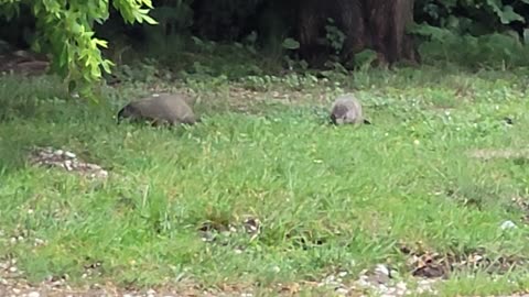 It's Groundhog Feast Day!