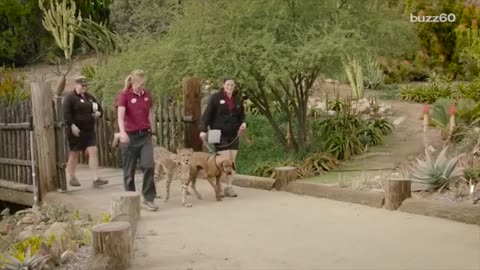 Cheetah and dog race in epic video to see who's faster cheetah or amezing dog