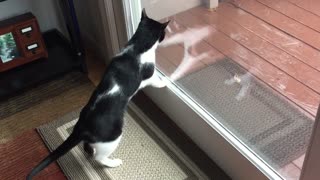 Obsessive Cat Hates Leaf on Deck