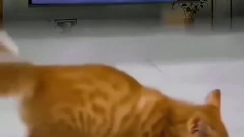 CAT IMITATING MICHAEL JACKSON’S DANCE MOVES!