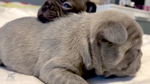 Blufrenchibles - French Bulldog Breeder