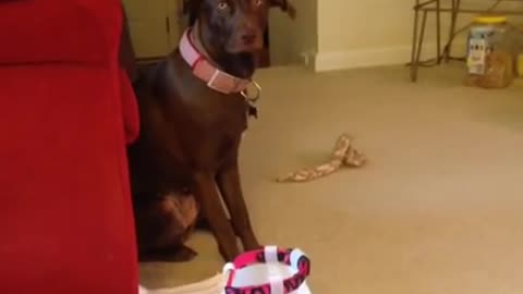 Dog goes into corner after being "scolded"