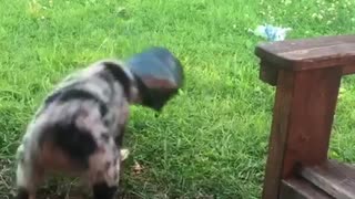 Blue heeler puppy runs around yard black flower pot on head