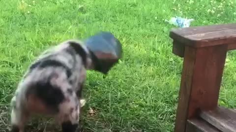Blue heeler puppy runs around yard black flower pot on head