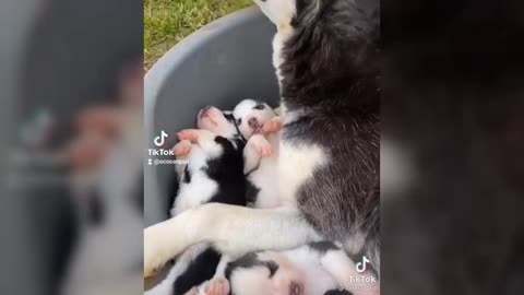 MOMMY BITCH AND HER CUTE PUPPIES SLEEPING 😵😍😍