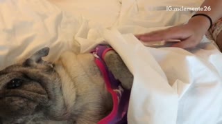 Owner petting pug in purple and pink jacket laying in bed being pet