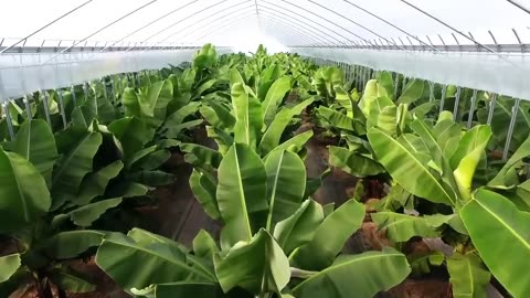 World's Most Expensive Banana - Japanese banana can eat peel - Amazing Japan Agriculture Technology