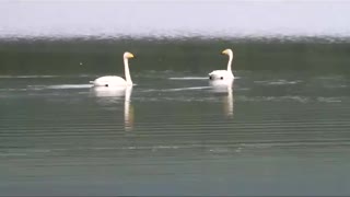 Mongolia - Lake Khovsgol - Whooping Swans