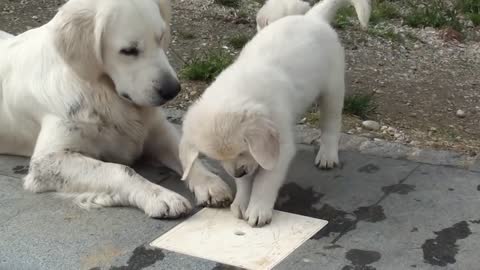 Child hilariously appalled by her two dogs smooching Newfie and Cavalier play