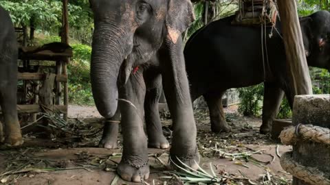 Asiatic elephant eating hay and dancing