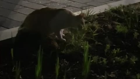 Cute wild cat eating grass