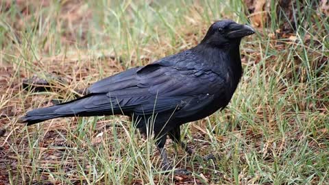 A crow eating in the weeds