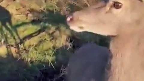 Deer Saved By Being Personable