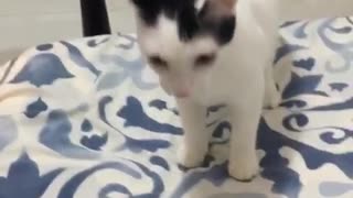 White cat playing catch with metal toy