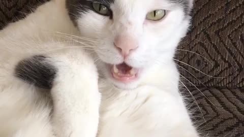 Black and white cat stares at camera motionless