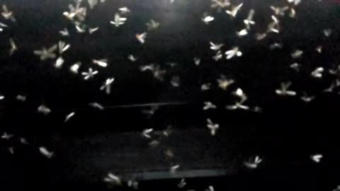 OMG! Are these fairies? Captured In Slow Motion