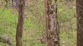 Wild Bear Cubs Play on Swing