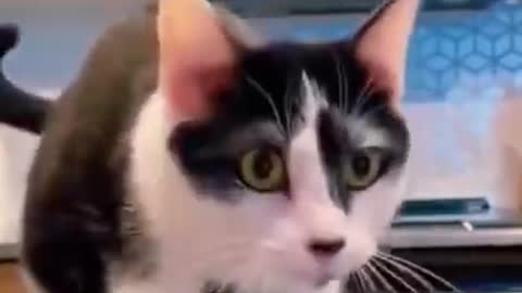 Funny Cats Funny dogs Funny pets 😆🐶🐱🐈‍⬛ Best Funny animals of the 2022