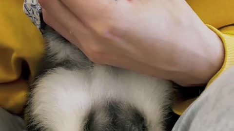 Cute Dog World New Shorts video Ep 12