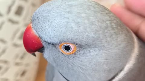 Sweet parrot asks owner if he’s being a good boy
