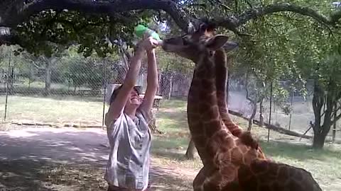 Bottle feeding a baby giraffe