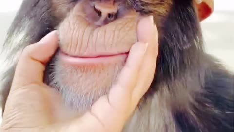 Monkey Feeling Special with such attention