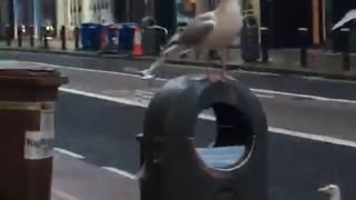 Seagulls taking over the street!!!