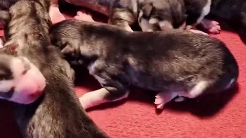 Funniest and Cutest Puppies, Funny Puppy Video