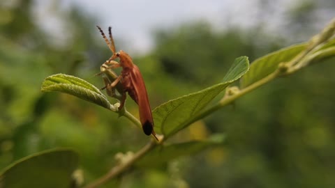 orange in color beetle rhagonycha fulva insect