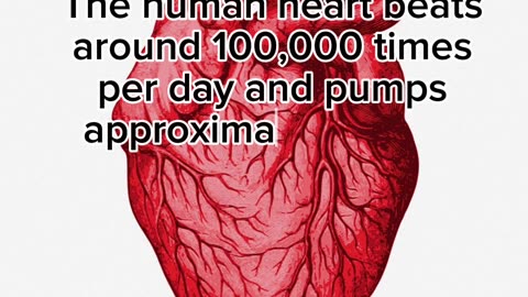 Fact about Human body