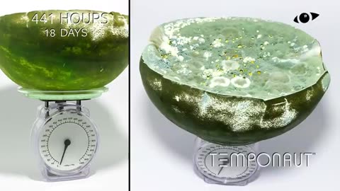 Rotting Watermelon Weight Loss Timelapse