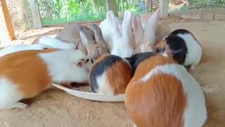 Guinea Pigs and Rabbits Eating Together Cute and Cuddly