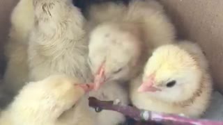 2 days old Chicks